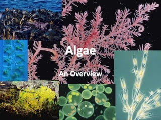 Algae
An Overview
 