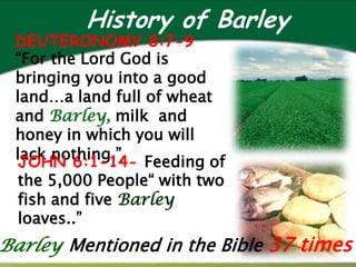 History of Barley
 DEUTERONOMY 8:7-9
 “For the Lord God is
 bringing you into a good
 land…a land full of wheat
 and Barley, milk and
 honey in which you will
 lack nothing ” Feeding of
  JOHN 6:1-14-
  the 5,000 People“ with two
  fish and five Barley
  loaves..”
Barley Mentioned in the Bible 37 times
 