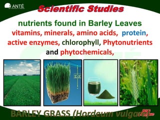 SANTÉ
I N T E R N A T I O N A L




   nutrients found in Barley Leaves
 vitamins, minerals, amino acids, protein,
active enzymes, chlorophyll, Phytonutrients
           and phytochemicals,
 