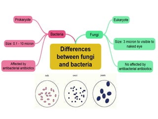 SBP3403 Fungi- Structure, Variation and Pathogenesis (Jun 2021).pdf