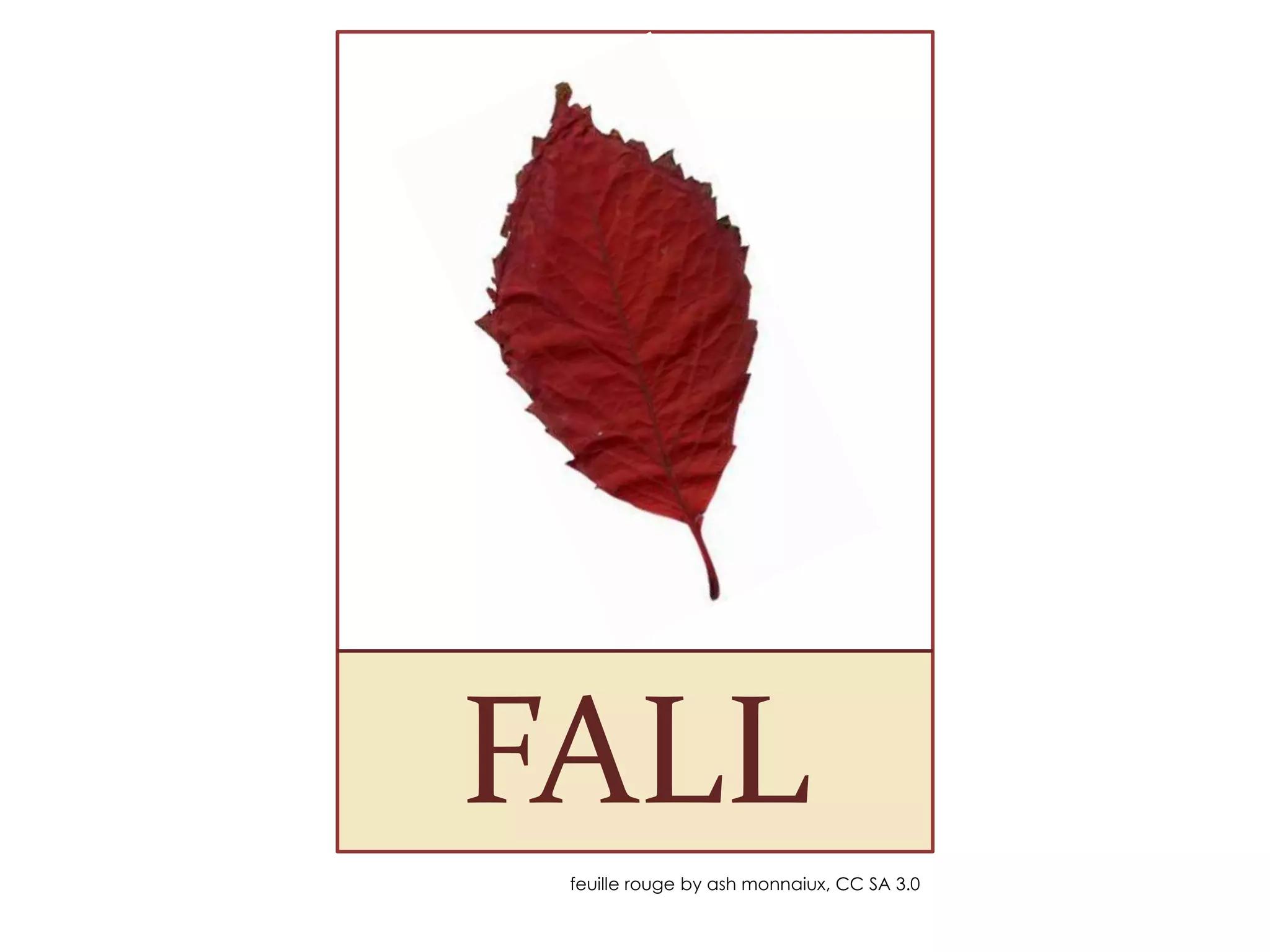 FALL
feuille rouge by ash monnaiux, CC SA 3.0
 