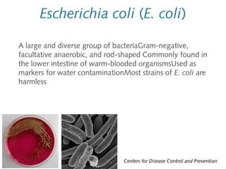 Escherichia coli (E. coli)
A large and diverse group of bacteriaGram-negative,
facultative anaerobic, and rod-shaped Commonly found in
the lower intestine of warm-blooded organismsUsed as
markers for water contaminationMost strains of E. coli are
harmless

Centers for Disease Control and Prevention

 