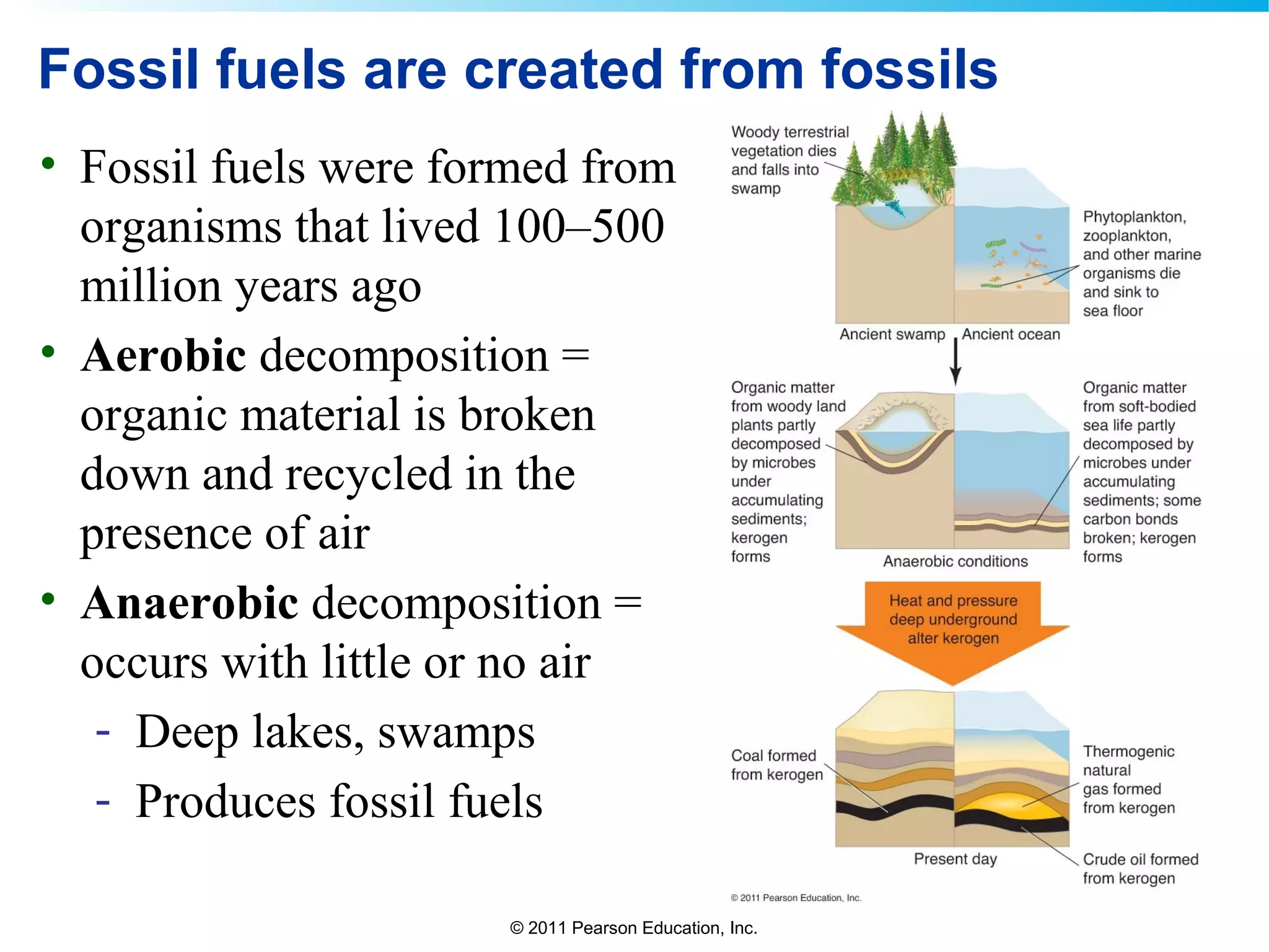 © 2011 Pearson Education, Inc.
Fossil fuels are created from fossils
• Fossil fuels were formed from
organisms that lived 100–500
million years ago
• Aerobic decomposition =
organic material is broken
down and recycled in the
presence of air
• Anaerobic decomposition =
occurs with little or no air
- Deep lakes, swamps
- Produces fossil fuels
 