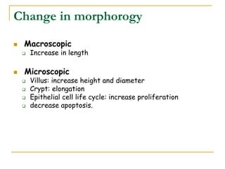 Change in morphorogy
 Macroscopic
 Increase in length
 Microscopic
 Villus: increase height and diameter
 Crypt: elongation
 Epithelial cell life cycle: increase proliferation
 decrease apoptosis.
 