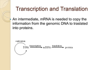 What makes cheek cells different from liver cells is which genes are turned on and off. Cheek cells have different genes turned on compared to liver cells.The gene for the stomach protein could be found in the cheek cells because all cells have all the genetic information for the whole body. All human cells (except erythrocytes) contain DNA which is always the same.