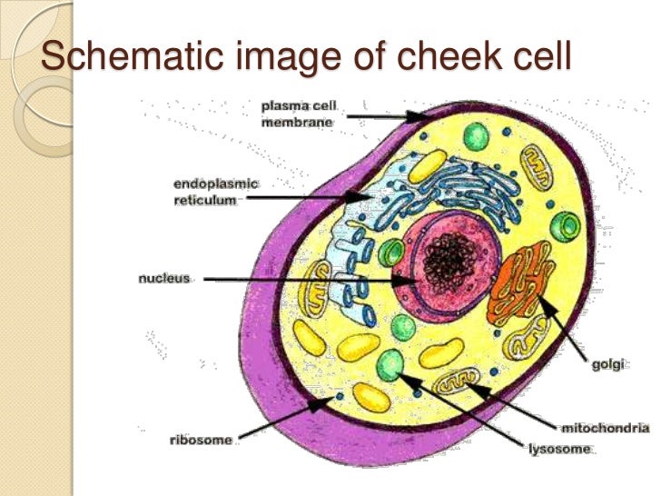 human cheek cell dna extraction 7 728