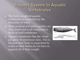  The body weight of aquatic
vertebrates is supported by the
buoyancy of water
 Their pectoral and pelvic girdles are
very small and weak compared to
those of land vertebrates
 Aquatic vertebrates like the whale
can grow to enormous sizes. This is
because their body is supported by
water so their bones do not have to
support all of their weight
 