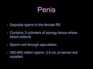 Penis
• Deposits sperm in the female RS
• Contains 3 cylinders of spongy tissue where
blood collects
• Sperm exit through ejaculation
• 300-400 million sperm, 3.5 mL of semen are
expelled
 