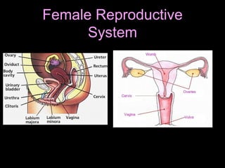 Female Reproductive
System
 