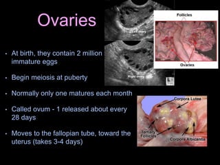 Ovaries
• At birth, they contain 2 million
immature eggs
• Begin meiosis at puberty
• Normally only one matures each month
• Called ovum - 1 released about every
28 days
• Moves to the fallopian tube, toward the
uterus (takes 3-4 days)
 