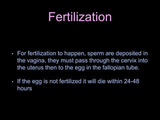 Fertilization
• For fertilization to happen, sperm are deposited in
the vagina, they must pass through the cervix into
the uterus then to the egg in the fallopian tube.
• If the egg is not fertilized it will die within 24-48
hours
 