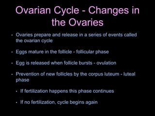 Ovarian Cycle - Changes in
the Ovaries
• Ovaries prepare and release in a series of events called
the ovarian cycle
• Eggs mature in the follicle - follicular phase
• Egg is released when follicle bursts - ovulation
• Prevention of new follicles by the corpus luteum - luteal
phase
• If fertilization happens this phase continues
• If no fertilization, cycle begins again
 