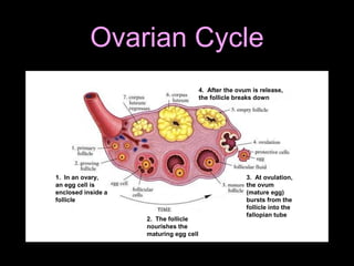Ovarian Cycle
1. In an ovary,
an egg cell is
enclosed inside a
follicle
2. The follicle
nourishes the
maturing egg cell
3. At ovulation,
the ovum
(mature egg)
bursts from the
follicle into the
fallopian tube
4. After the ovum is release,
the follicle breaks down
 