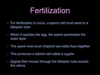 Fertilization
• For fertilization to occur, a sperm cell must swim to a
fallopian tube
• When it reaches the egg, the sperm penetrates the
outer layer
• The sperm and ovum (haploid sex cells) fuse together
• This produces a diploid cell called a zygote
• Zygote then moves through the fallopian tube toward
the uterus
 