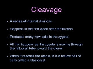 Cleavage
• A series of internal divisions
• Happens in the first week after fertilization
• Produces many new cells in the zygote
• All this happens as the zygote is moving through
the fallopian tube toward the uterus
• When it reaches the uterus, it is a hollow ball of
cells called a blastocyst
 