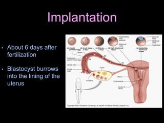 Implantation
• About 6 days after
fertilization
• Blastocyst burrows
into the lining of the
uterus
 