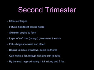 Second Trimester
• Uterus enlarges
• Fetus’s heartbeat can be heard
• Skeleton begins to form
• Layer of soft hair (lanugo) grows over the skin
• Fetus begins to wake and sleep
• Begins to move, swallows, sucks its thumb
• Can make a fist, hiccup, kick and curl its toes
• By the end: approximately 13.4 in long and 2 lbs
 