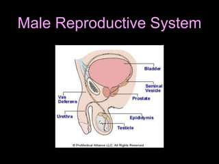 Male Reproductive System
 