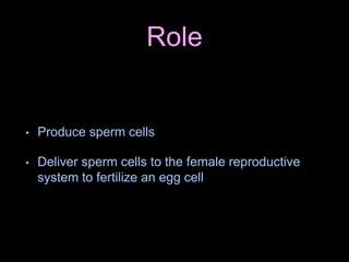 Role
• Produce sperm cells
• Deliver sperm cells to the female reproductive
system to fertilize an egg cell
 