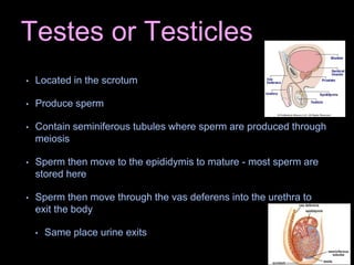 Testes or Testicles
• Located in the scrotum
• Produce sperm
• Contain seminiferous tubules where sperm are produced through
meiosis
• Sperm then move to the epididymis to mature - most sperm are
stored here
• Sperm then move through the vas deferens into the urethra to
exit the body
• Same place urine exits
 