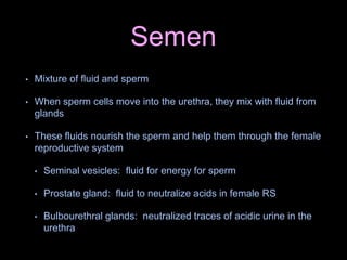 Semen
• Mixture of fluid and sperm
• When sperm cells move into the urethra, they mix with fluid from
glands
• These fluids nourish the sperm and help them through the female
reproductive system
• Seminal vesicles: fluid for energy for sperm
• Prostate gland: fluid to neutralize acids in female RS
• Bulbourethral glands: neutralized traces of acidic urine in the
urethra
 