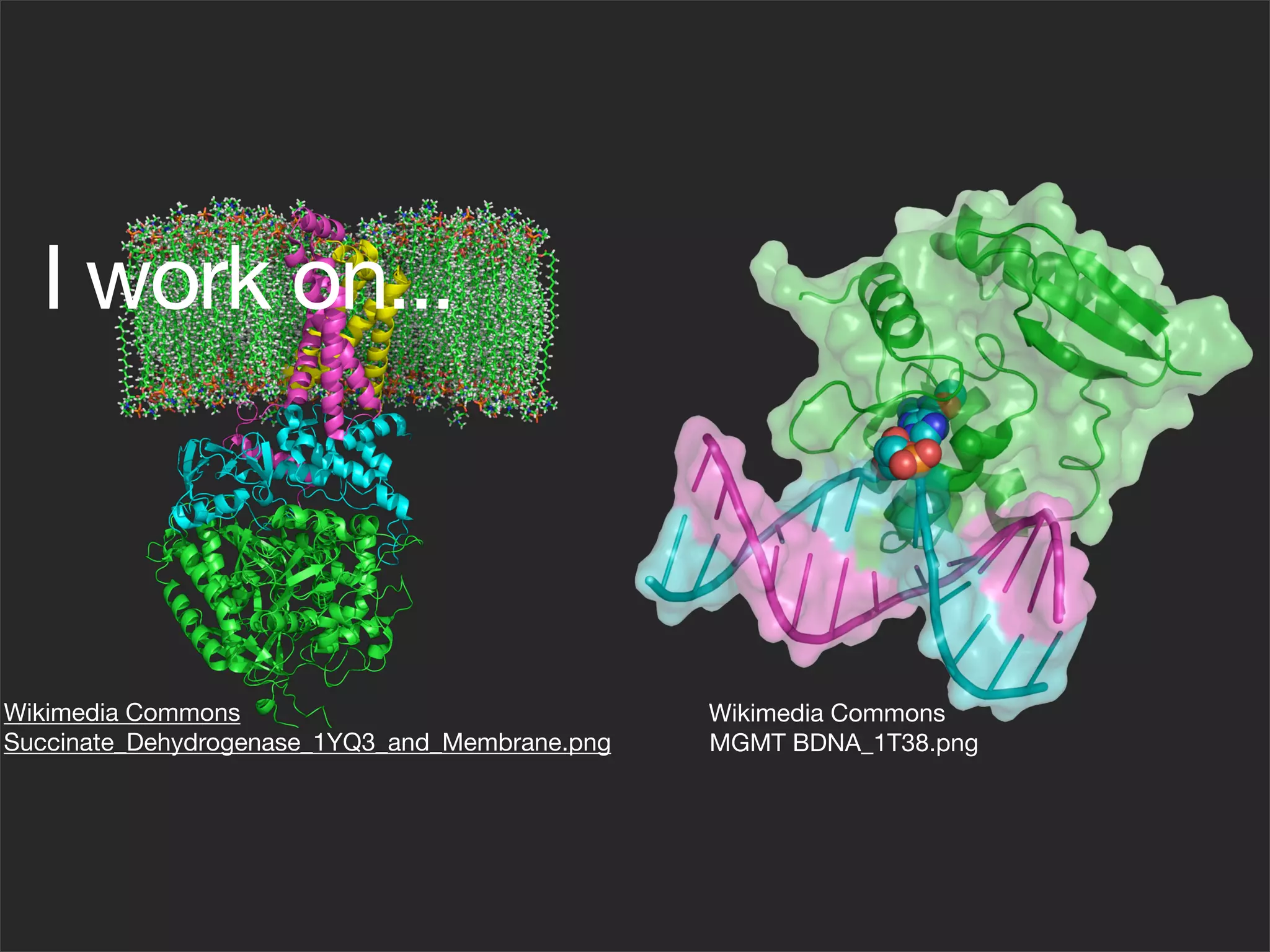 I work on...



Wikimedia Commons                               Wikimedia Commons
Succinate_Dehydrogenase_1YQ3_and_Membrane.png   MGMT BDNA_1T38.png
 