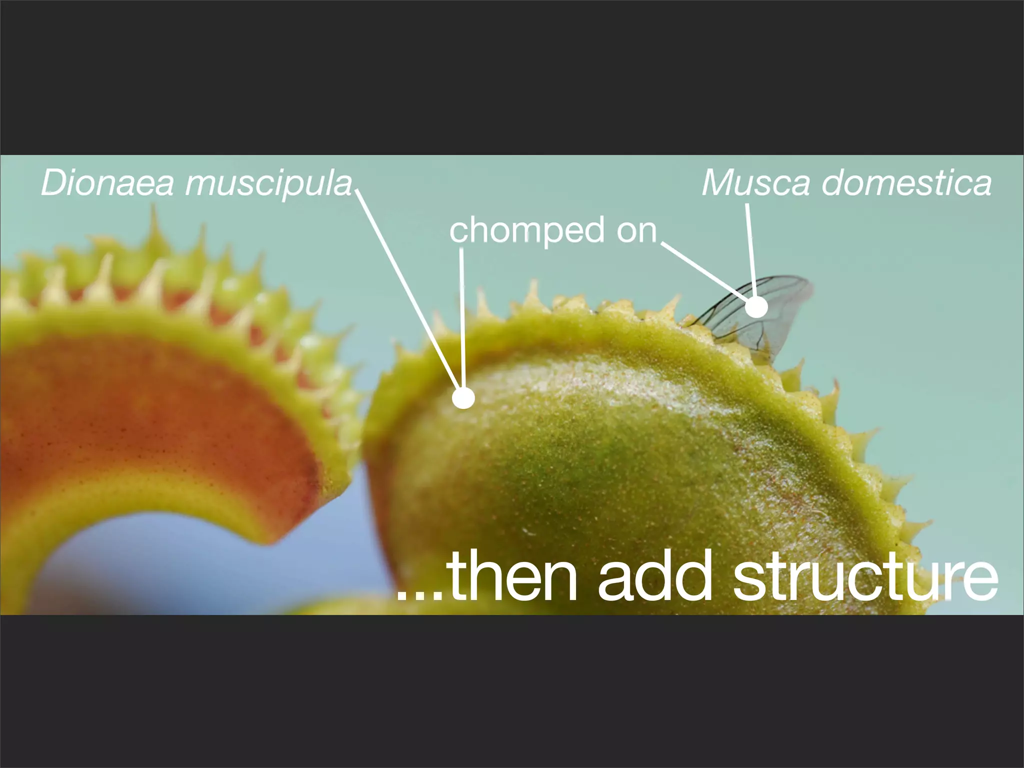 Dionaea muscipula                 Musca domestica
                     chomped on




                    ...then add structure
 