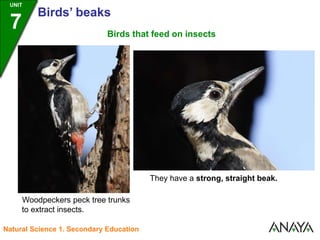 Birds' beaks | PPSX