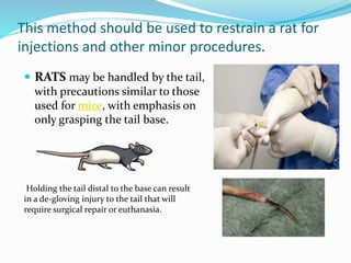 Animal Handling and Restraint | PPTX