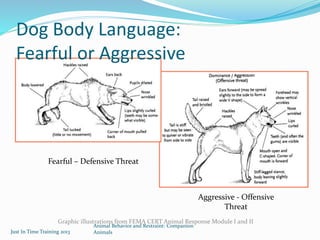 Animal Handling and Restraint | PPTX