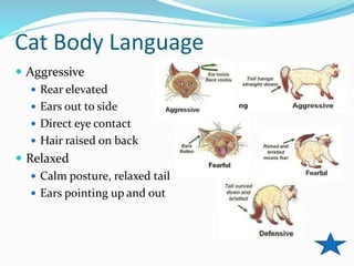 Animal Handling and Restraint | PPTX