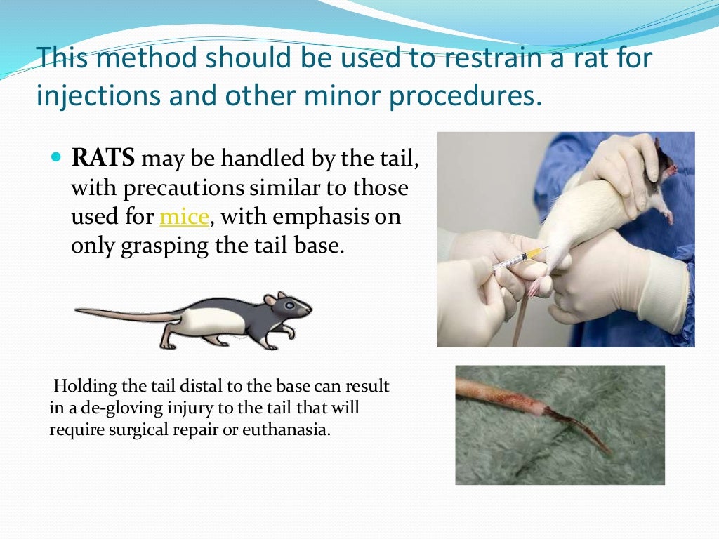 Animal Handling and Restraint
