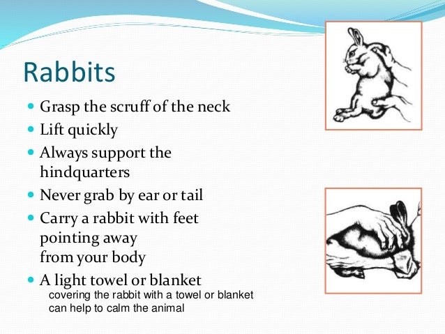 Animal Handling and Restraint