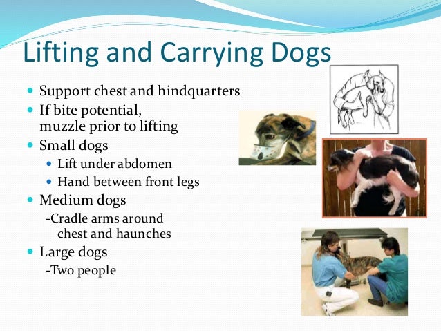 Lifting Large Dogs Lifting Large Dogs