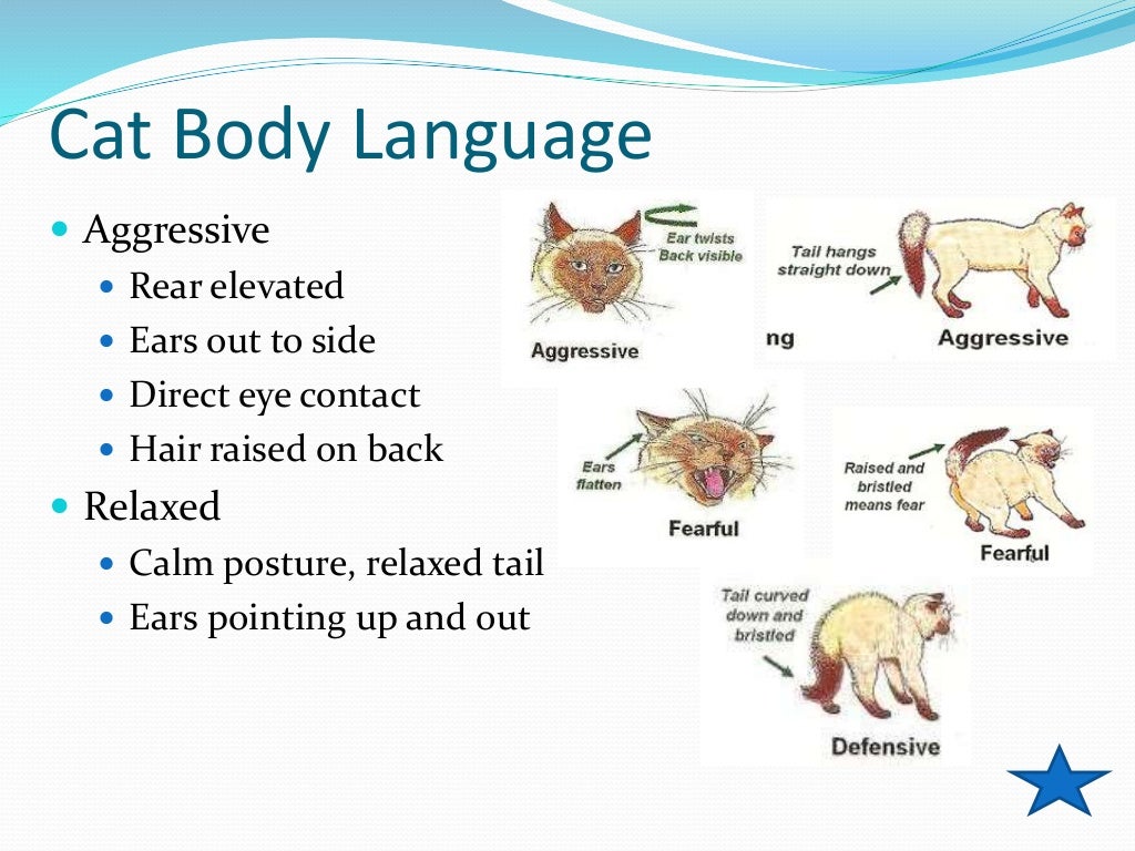 Animal Handling and Restraint
