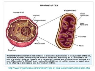 http://www.mygenetree.com/articles/types-of-dna-tests/mitochondrial-dna.php 