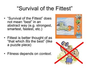 “ Survival of the Fittest”  “ Survival of the Fittest” does not mean “best” in an abstract way (e.g. strongest, smartest, fastest, etc.) Fittest is better thought of as “that which  fits  the best” (like a puzzle piece) Fitness depends on  context .  
