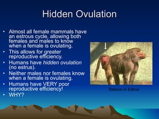 Hidden Ovulation Almost all female mammals have an estrous cycle, allowing both females and males to know when a female is ovulating. This allows for greater reproductive efficiency. Humans have  hidden ovulation  (no estrus). Neither males nor females know when a female is ovulating. Humans have VERY poor reproductive efficiency! WHY? Baboon in Estrus 