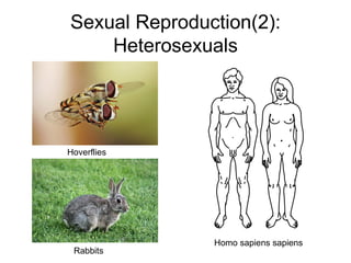 Sexual Reproduction(2): Heterosexuals Homo sapiens sapiens Hoverflies Rabbits 
