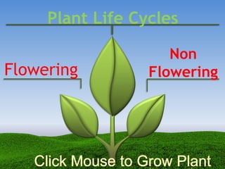Plant Life Cycles
Flowering
Non
Flowering
 