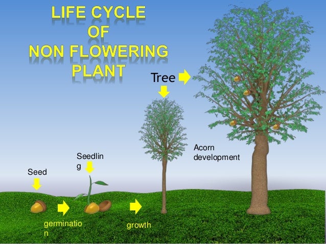 Sc3 2 life cycles of plants