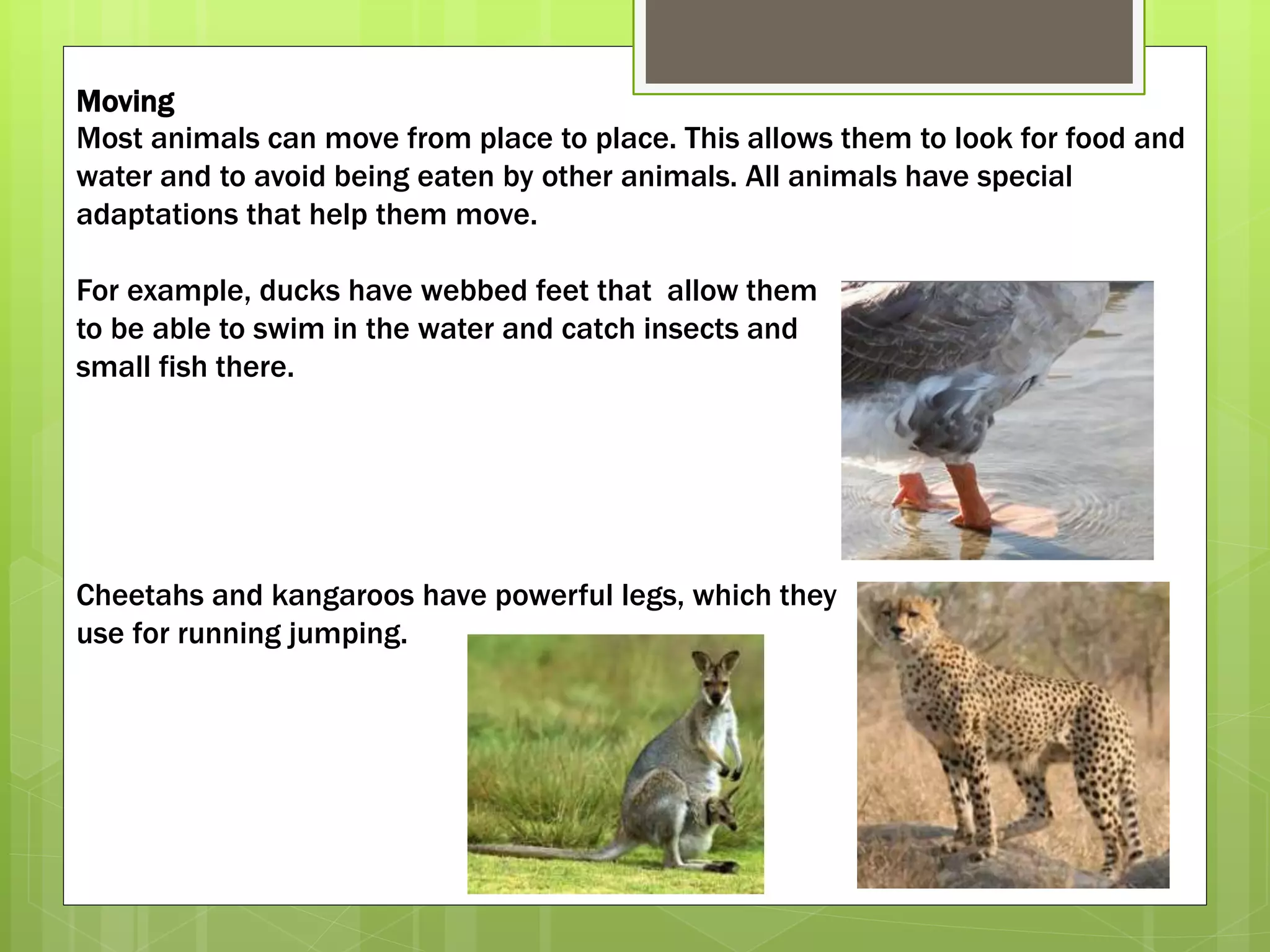 Moving
Most animals can move from place to place. This allows them to look for food and
water and to avoid being eaten by other animals. All animals have special
adaptations that help them move.
For example, ducks have webbed feet that allow them
to be able to swim in the water and catch insects and
small fish there.
Cheetahs and kangaroos have powerful legs, which they
use for running jumping.
 