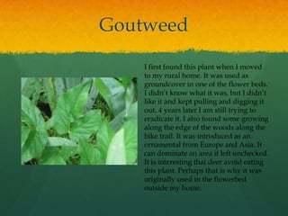 Oriental BittersweetThis aggressive ornamental vine threatens vegetation in forested and open areas along the bike trail. It grows over and kills other vegetation. It was introduced into the United States in the 1860’s and probably escaped from old homesteads along the trail