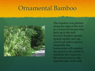 GoutweedI first found this plant when I moved to my rural home. It was used as groundcover in one of the flower beds. I didn’t know what it was, but I didn’t like it and kept pulling and digging it out. 4 years later I am still trying to eradicate it. I also found some growing along the edge of the woods along the bike trail. It was introduced as an ornamental from Europe and Asia. It can dominate an area if left unchecked. It is interesting that deer avoid eating this plant. Perhaps that is why it was originally used in the flowerbed outside my home.