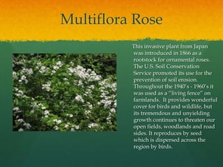 Ornamental BambooThis bamboo was planted along the edge of the trail as a screen for houses that back up to the trail. Invasive bamboo species spread rapidly and can crowd out native species. Hopefully this homeowner will monitor the spread of the plants to minimize the impact on the natural areas on the opposite side of the trail.