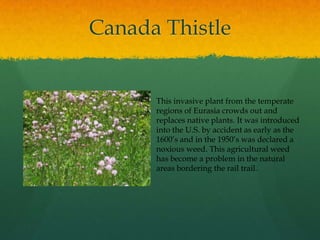 Multiflora Rose     This invasive plant from Japan  was introduced in 1866 as a rootstock for ornamental roses. The U.S. Soil Conservation Service promoted its use for the prevention of soil erosion. Throughout the 1940’s - 1960’s it was used as a “living fence” on farmlands.  It provides wonderful cover for birds and wildlife, but its tremendous and unyielding growth continues to threaten our open fields, woodlands and road sides. It reproduces by seed which is dispersed across the region by birds.