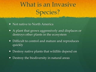 What is an Invasive Species?Not native to North AmericaA plant that grows aggressively and displaces or destroys other plants in the ecosystemDifficult to control and mature and reproduces quicklyDestroy native plants that wildlife depend onDestroy the biodiversity in natural areas