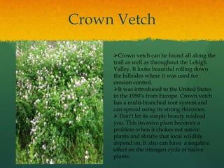 Crown VetchCrown vetch can be found all along the trail as well as throughout the Lehigh Valley. It looks beautiful rolling down the hillsides where it was used for erosion control. 