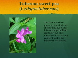 Orange Day LilyThis popular landscaping plant has infested many of the meadow areas and forest edges along the bike trail. It was introduced into the United States in the 1800’s from Europe. It is crowding out native species in many of the natural areas along the trail. This plant reproduces through seed and its thick tuberous roots.