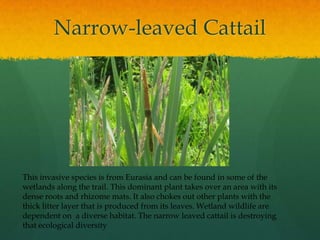 Tuberous sweet pea (Lathyrustuberosus)This beautiful flower grows on vines that can choke out native plants. It is not a huge problem right now, but if left unchecked it can become another threat to the biodiversity of the area.